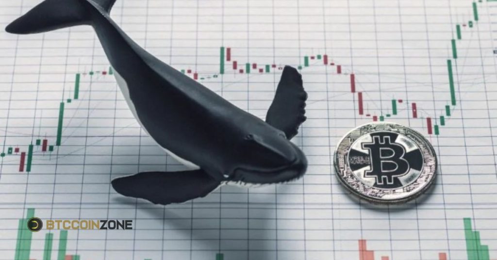 How Can Average Investors Handle Whale-Influenced Markets?